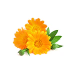Calendula